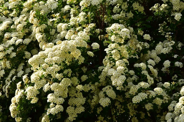 Krásné Kvetoucí Bílé Jarní Květiny Zahradě — Stock fotografie