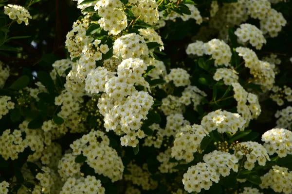 Beautiful Blooming White Spring Flowers Garden — Stockfoto