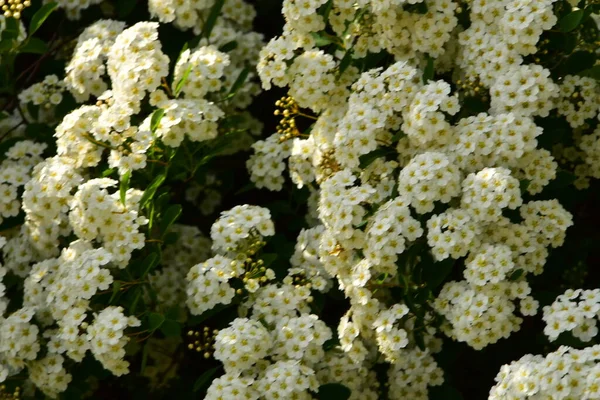 Bahçede açan güzel beyaz bahar çiçekleri