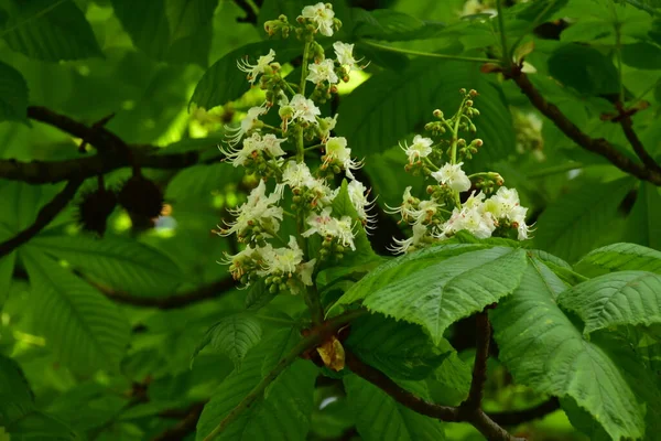 Bahçede açan güzel beyaz bahar çiçekleri