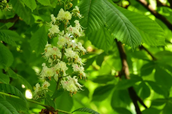 Bahçede açan güzel beyaz bahar çiçekleri