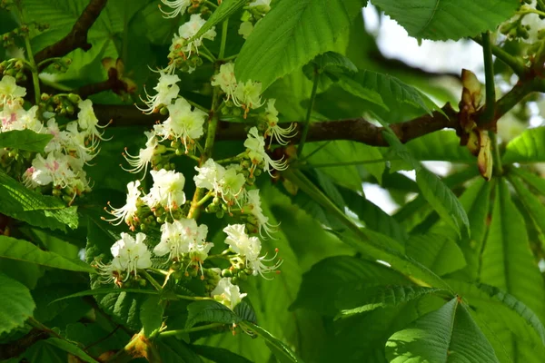 Mooie Bloeiende Witte Lentebloemen Tuin — Stockfoto