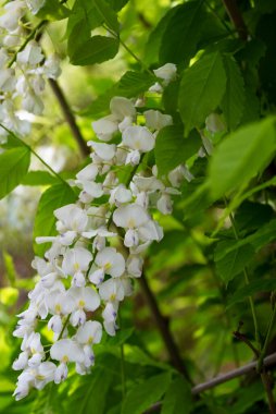 Bahçede açan güzel beyaz bahar çiçekleri