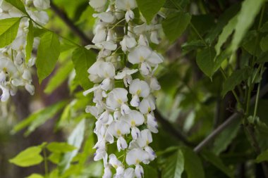 Bahçede açan güzel beyaz bahar çiçekleri