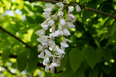 Bahçede açan güzel beyaz bahar çiçekleri