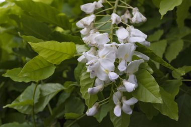 Bahçede açan güzel beyaz bahar çiçekleri
