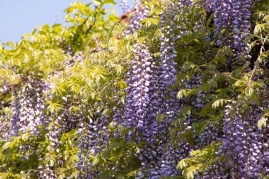 Bahçedeki güzel mor çiçekler