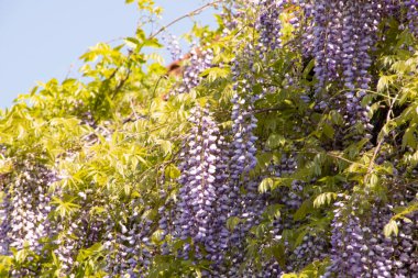 Bahçedeki güzel mor çiçekler