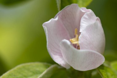 Bahçedeki güzel beyaz çiçekler