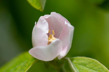 Bahçedeki güzel beyaz çiçekler