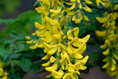 Bahçede güzel sarı çiçekler, yaz konsepti.