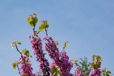 Bahçede güzel pembe bahar çiçek