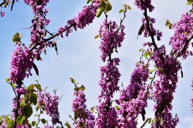 Bahçede güzel pembe bahar çiçek