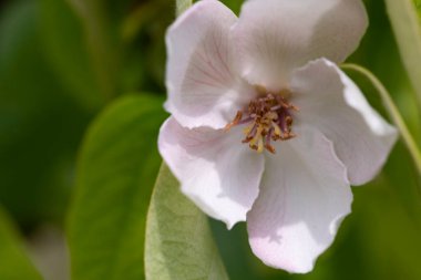 Bahçede büyüyen güzel beyaz bahar çiçekleri