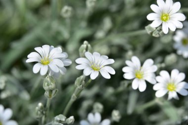 Bahçede büyüyen güzel beyaz bahar çiçekleri