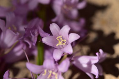 Bahçede büyüyen güzel mor çiçekler, yaz konsepti.