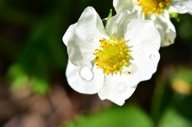Bahçede büyüyen güzel beyaz bahar çiçekleri