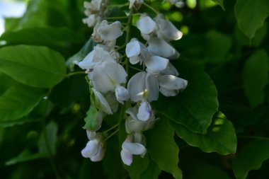 Bahçede açan güzel beyaz bahar çiçekleri