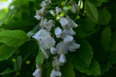 Bahçede açan güzel beyaz bahar çiçekleri