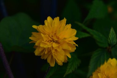 Bahçede güzel sarı çiçekler, yaz konsepti.