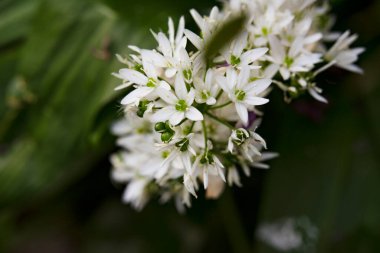 Bahçede büyüyen güzel beyaz bahar çiçekleri