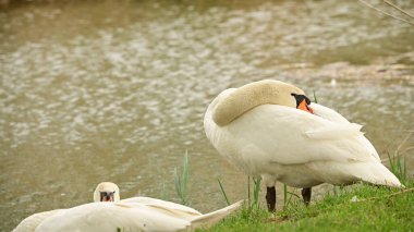 Gölde muhteşem beyaz kuğular