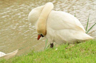 Göldeki beyaz kuğunun yakın görüntüsü