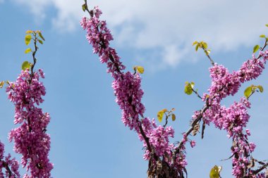 Bahçede güzel pembe bahar çiçek