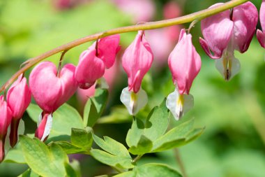 bahçede büyüyen güzel pembe çiçekler