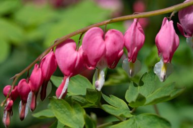 bahçede büyüyen güzel pembe çiçekler