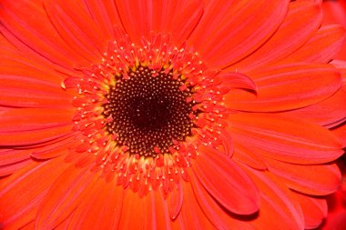 Güzel Gerbera çiçeği, yakın görüş.