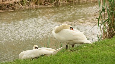 Gölde iki beyaz kuğu