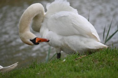 Göldeki beyaz kuğu manzarası