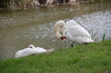 Gölde iki beyaz kuğu