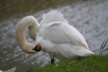 Göldeki beyaz kuğu manzarası