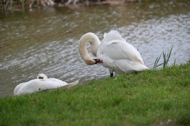 Gölde iki beyaz kuğu