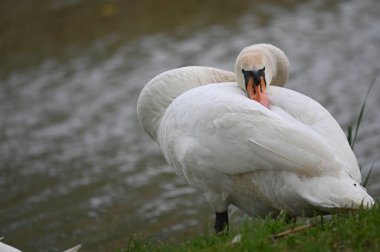 Göldeki beyaz kuğu manzarası