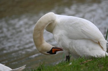 Göldeki beyaz kuğu manzarası