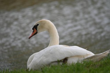 Göldeki beyaz kuğu manzarası