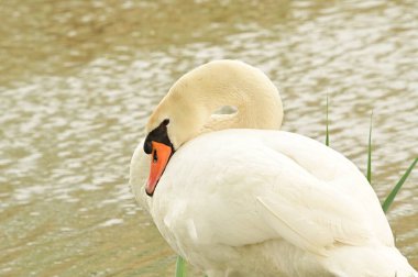 Göldeki beyaz kuğu manzarası
