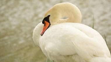 Göldeki beyaz kuğu manzarası