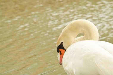 Göldeki beyaz kuğu manzarası