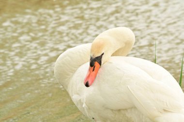 Göldeki beyaz kuğu manzarası