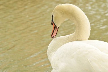 Göldeki beyaz kuğu manzarası