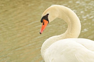 Göldeki beyaz kuğu manzarası