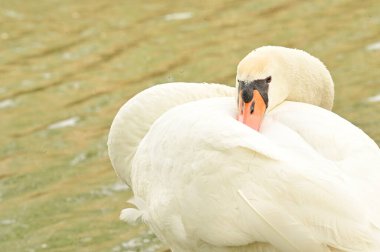 Göldeki beyaz kuğu manzarası