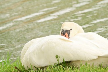 Göldeki beyaz kuğu manzarası