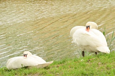 Gölde iki beyaz kuğu