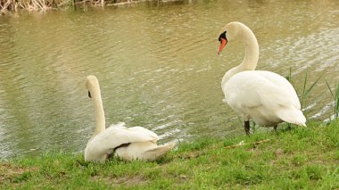 Gölde iki beyaz kuğu