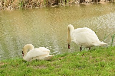 Gölde iki beyaz kuğu